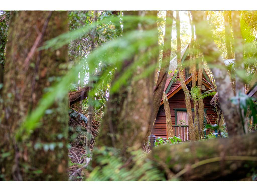 The Mouses House Rainforest Retreat Springbrook Eksteriør billede